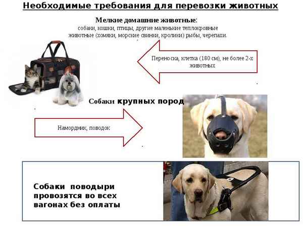 Правила перевозки животных на воздушных судах: что нужно знать хозяину?