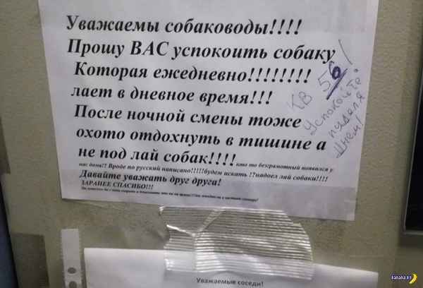 У соседей постоянно лает собака в квартире: что можно сделать и куда обращаться?