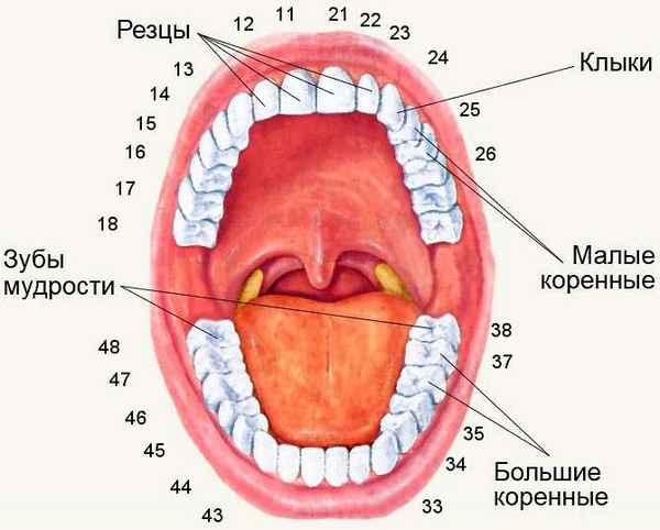 Здоровые зубы: сколько зубов должно быть в ротовой полости? 