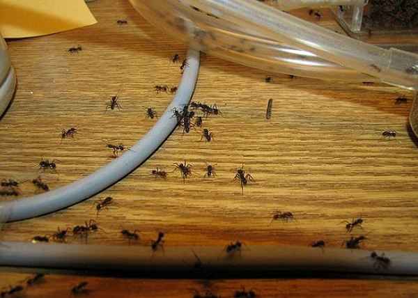 Муравьи в квартире, как избавиться? Средство от муравьев 