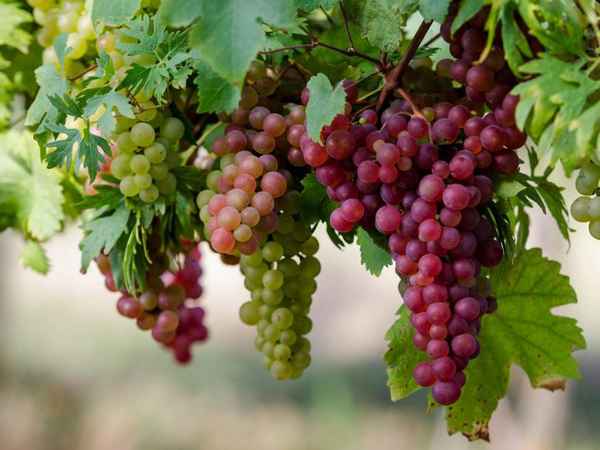 Целебные свойства винограда: применение в диетпитании, рецепты 