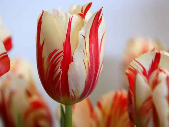 Болезни и вредители растений Как бороться с болезнями тюльпанов| 