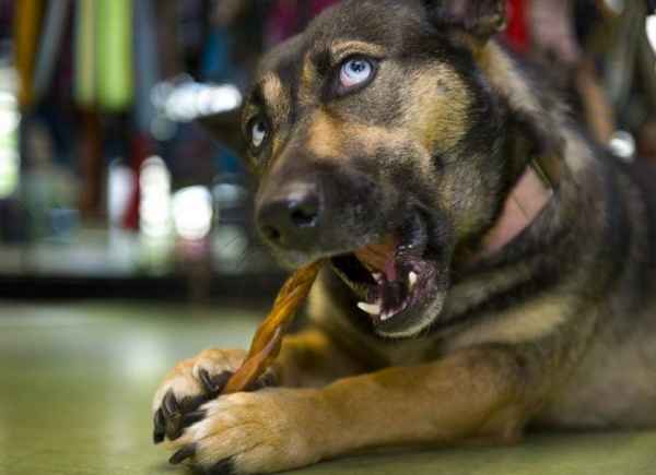 Причины сильного запаха собаки, способы профилактики и борьбы с этой проблемой 