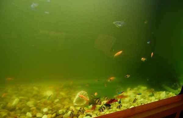 Почему мутнеет вода в аквариуме? 