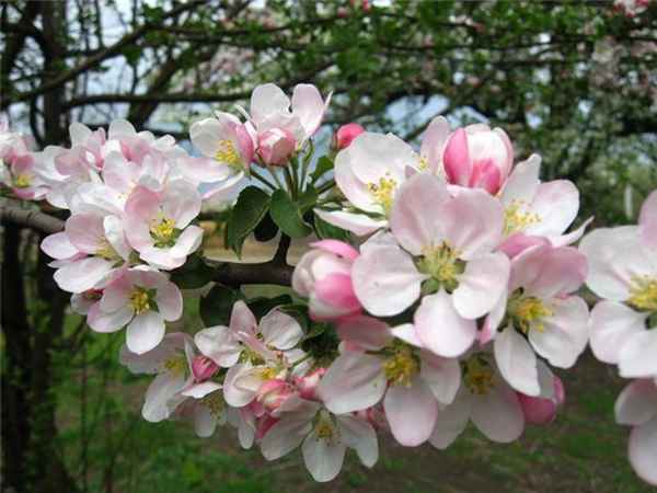 Подкормка яблони весной: чем подкормить, удобрить (удобрения)| 