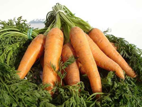 Посадка семян моркови весной – правила и особенности 