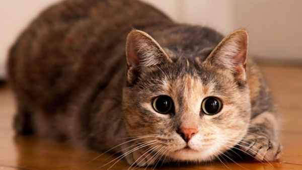 Домашние питомцы: что делать, если кошка мешает спать по ночам? 