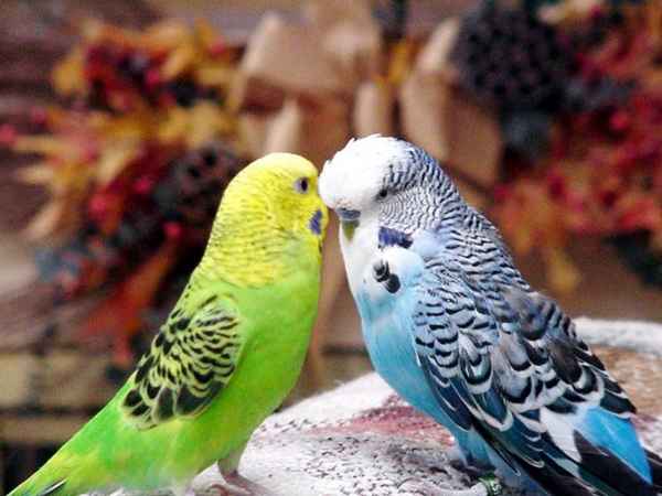 Как определить пол попугая: волнистого, корелла, неразлучника?| 