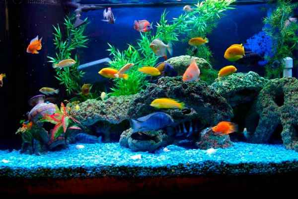 Развитие детей: аквариум для детей и как его правильно выбрать 