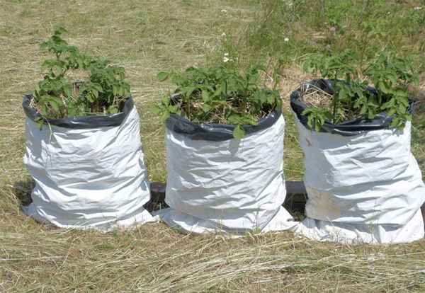 Выращивание картофеля в мешках: посадка, отзывы 