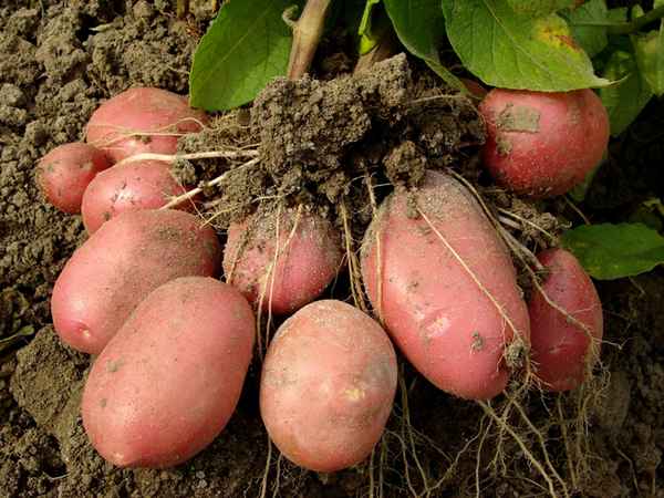 Удобрения для картофеля: при посадке, как удобрить землю 