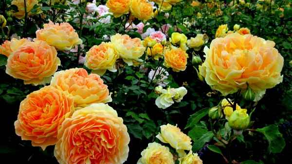 Выращивание роз в саду способы и советы| 