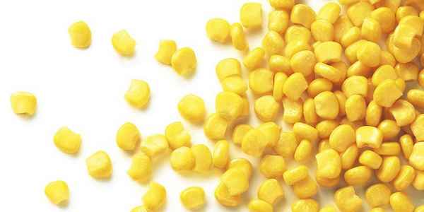 Сладкая кукуруза — полезные свойства, выбор и хранение 