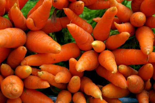 Выращивание моркови, как вырастить хороший урожай из семян (секреты) 