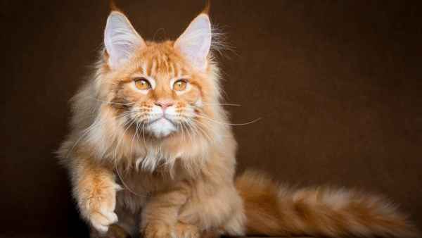 Как стать заводчиком кошек Мейл-Кун: важные советы 