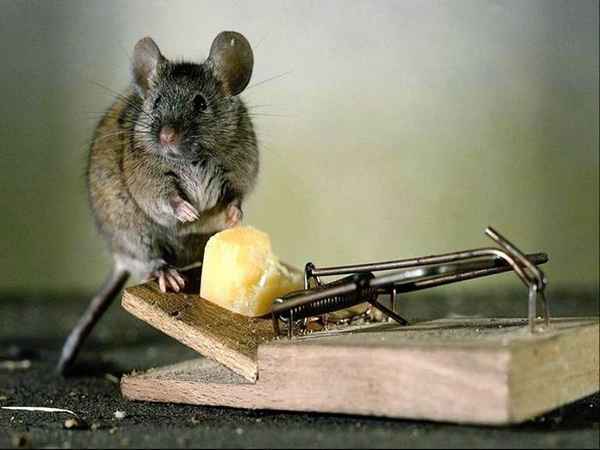 Как избавиться от мышей в доме? Отрава для мышей (средство) 