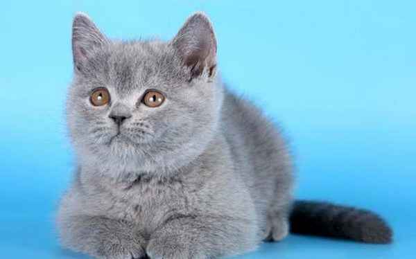 Глисты у кошек: симптомы, признаки, глистогонные таблетки 