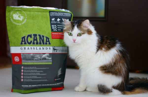 Лучшие корма для кошек: рейтинг кошачьих кормов| 