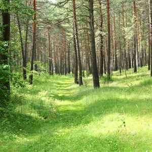 Когда день леса в России, Какого числа день леса