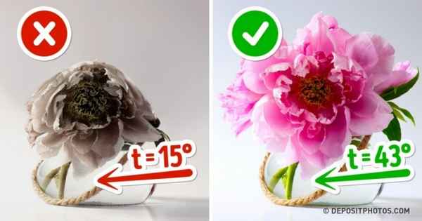 10 способов сохранить цветы в вазе свежими надолго