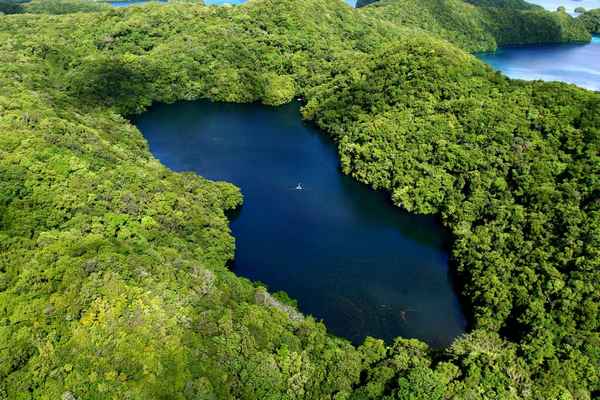 Озеро Медуз в Палау: описание, особенности, фото