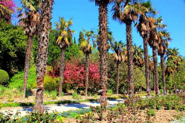 Никитский ботанический сад: история, описание, фото