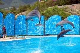 Дельфинарии Крыма