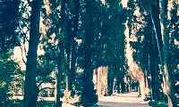 Никитский Ботанический сад (Крым) - описание с фото, как добраться, отзывы